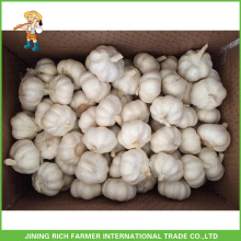 Jinxiang China Organic Fresh Super White Ail Sac en maille dans Carton 5.0CM